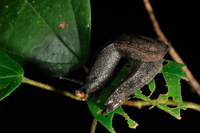 Invertebrati balinesi
